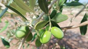 Anteprima Investimenti produttivi agricoli per la competitività delle aziende agricole